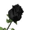 rose 19