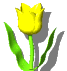 tulipe 7