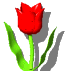 tulipe 8