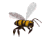 abeilles 66