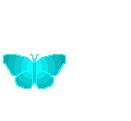 papillons 38