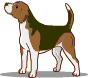 chien beagles 212