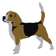 chien beagles 216