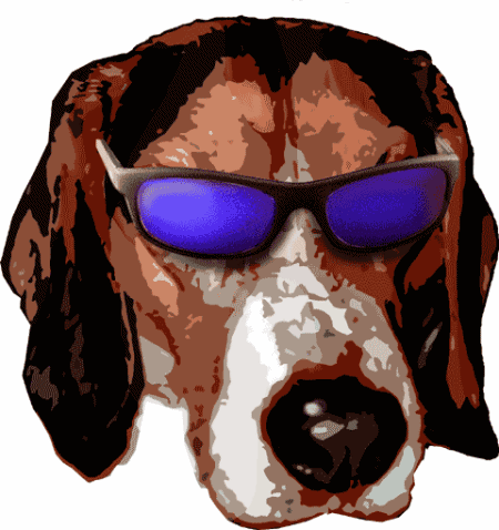 chien beagles 225