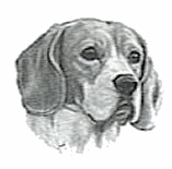 chien beagles 233