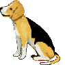 chien beagles 227