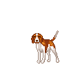 chien beagles 217