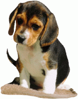 chien beagles 232