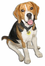 chien beagles 220