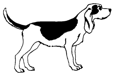 chien beagles 223