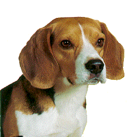 chien beagles 203