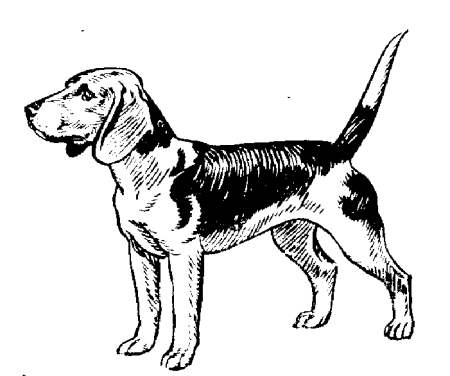 chien beagles 206