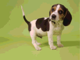 chien beagles 229