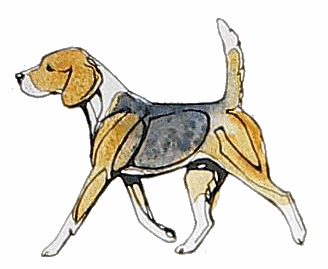 chien beagles 204