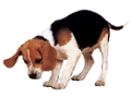 chien beagles 228