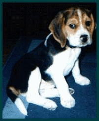 chien beagles 231