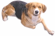 chien beagles 222