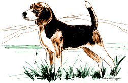 chien beagles 226