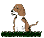 chien beagles 218