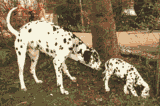 chien dalmatien 765