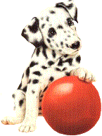 chien dalmatien 786