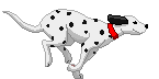 chien dalmatien 25