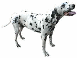 chien dalmatien 790
