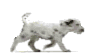chien dalmatien 780