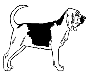 chien bloodhounds 275