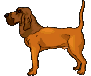 chien bloodhounds 255