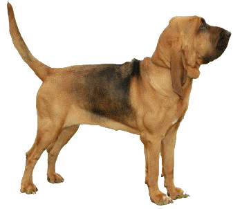 chien bloodhounds 245