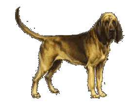 chien bloodhounds 254