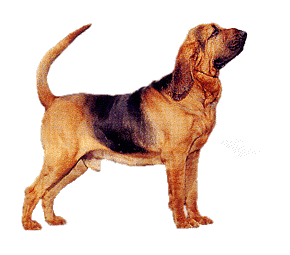 chien bloodhounds 276