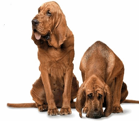 chien bloodhounds 277