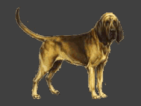 chien bloodhounds 242