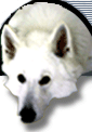 chien berger blanc 239