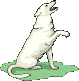 chien berger blanc 237