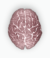 cerveau feminin 22