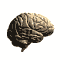 cerveau 11