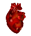 organe coeur qui bat 15