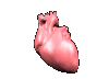 organe coeur qui bat 05