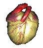 organe coeur qui bat 16