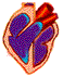 organe coeur qui bat 14