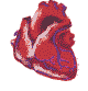 organe coeur qui bat 13