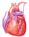organe coeur qui bat 11