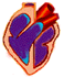organe coeur qui bat 04