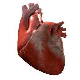 organe coeur qui bat 17