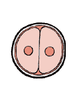 embryon 24