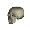 skull and bones tete mort 98