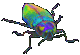 scarabee 37